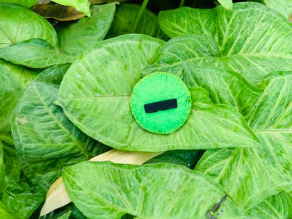 Happy Paws Club - Black and Magenta 