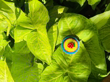 Happy Paws Club - Blue and Yellow